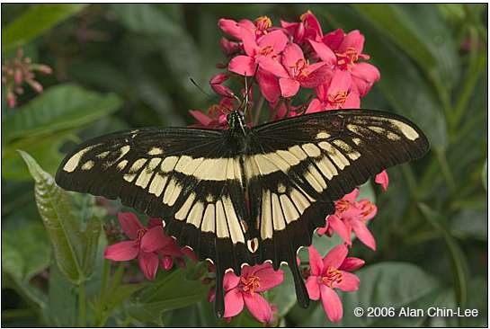Papilio cresphontes Aberrant 1 (Internet Image property of respective owner, non-commercial use only)